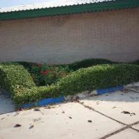 هرس شمشاد درخت گل وچمن با دستگاه