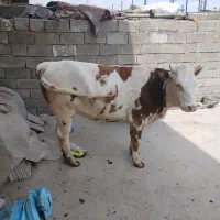 گاو|حیوانات مزرعه|دورود, |دیوار