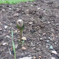 سیمکارت ۹۱۲ میخام