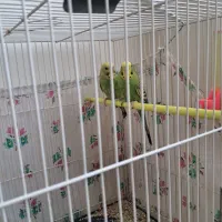 یک جفت مرغ عشق