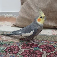 یه جفت عروس مولد به شرط جوجه با قفس
