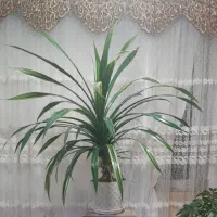 گل پاندانوس