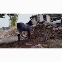 اسب|اسب و تجهیزات اسب‌سواری|نورآباد ممسنی, |دیوار