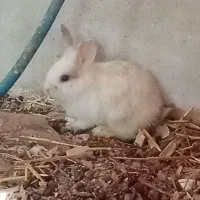 بچه خرگوش ساده و خرگوش لوپ