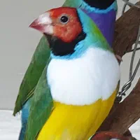 فنچ گلدین جنسیت نر