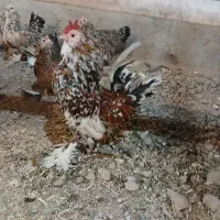 مرغ و خروس محلی مرغ برهما ومرغ یوسل برزیلی