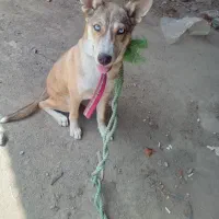 توله هاسکی ۶ماهه