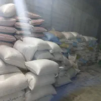 بذر گندم هشتردو درجه یک