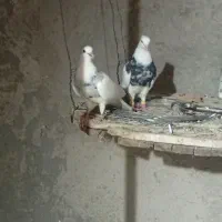کبوتر طوقی الماسی وزرینی