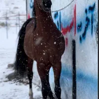 باشگاه سوارکاری مارال