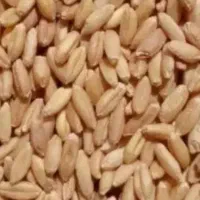 گندم معاوضه با پراید