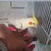 عروس هلندی دستی
