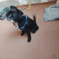 واگذاری شیتزو شناسنامه دار