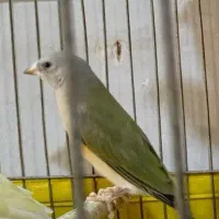 جوجه گلدین سبز
