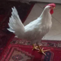 خروس