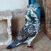 کبوتر گرفته