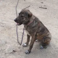 سگ برای نگهبانی ب صورت واگذاری لازمه