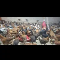 جوجه محلی