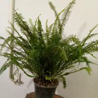 گل طبیعی