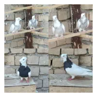 9 تا کفتر همه رنگ پرشی بشرط قیمت مناسب