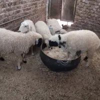 ۳ عدد بره نر چاق و بزرگ