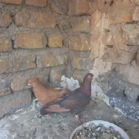 یک جفت سرخ و زرد کاکلی