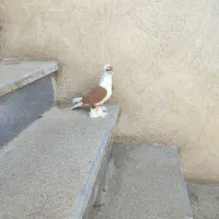 کبوتر|پرنده|تبریز, |دیوار