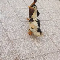 اردک و جوجه