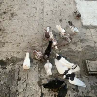 ۱۵ تا کیوتر یکجا