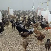 گلپایکان ۲۸روز فقد عمده ۱۳۰تک نداریم