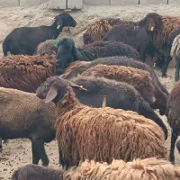 گوسفند|حیوانات مزرعه|چناران, |دیوار