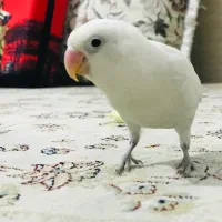 معاوضه طوطی برزیلی با مرغ مینا