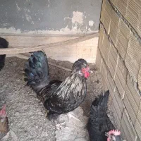 خروس کاکلی ۴۰ تاج پرپا