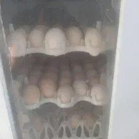 پیش فروش جوجه یک روزه