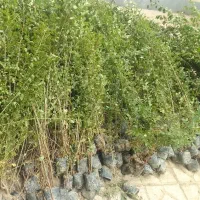 فروش شمشادهمیشه سبز ترون و گل رز گلدانی