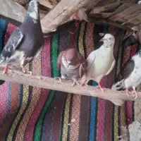 فروشی