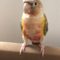 طوطی-گرینچیک گمشده در آران و بیدگل