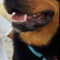 سگ روتوایلر