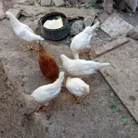 جوجه خروس سه ماهه