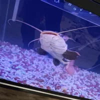 ماهی ردتیل بزرگ