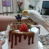 عروس هلندی