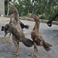 جوجه لاری