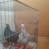 کفتر|حیوانات|بجنورد, |دیوار