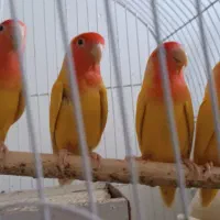 طوطی برزیلی هلویی مولد