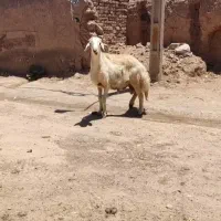 بره قوچ بروجردی