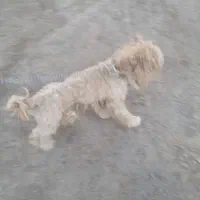 سگ ناناز
