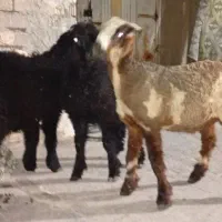 ۳عدد بره نر جو خور برای پروار نگه داشتن