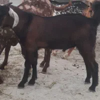 بز نر