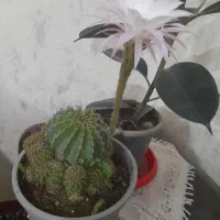 گل کاکتوس