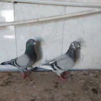 یه جفت کبوتر دوبر جانسون پلاکی ۲۰۲۵
